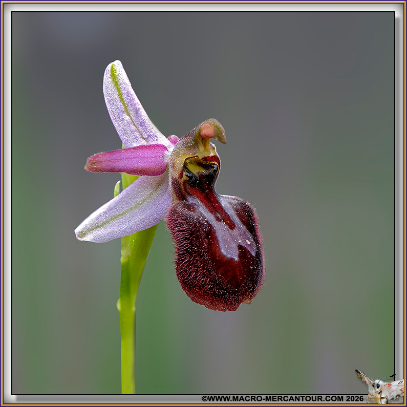 Ophrys arachnitiformis
